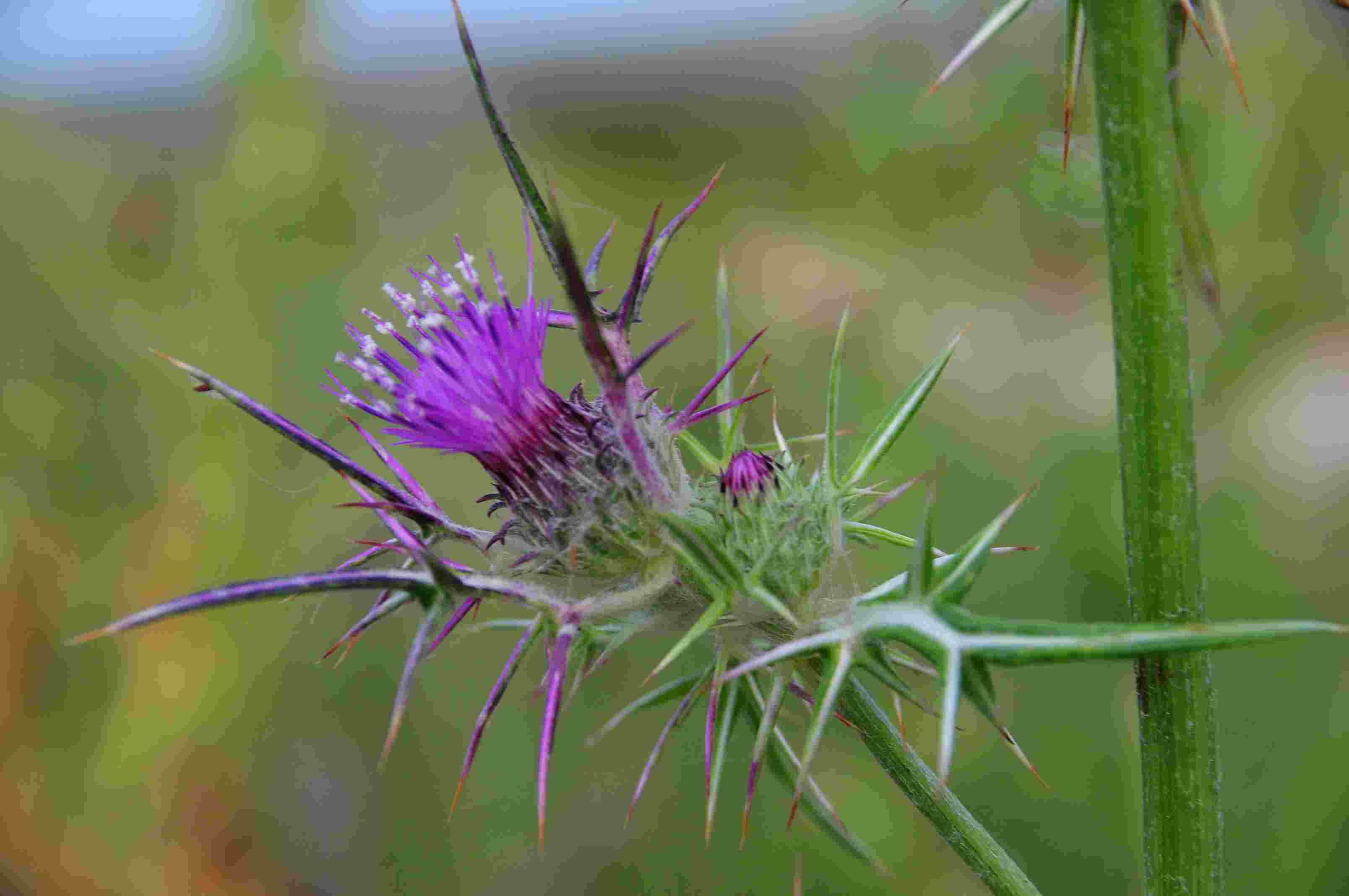 Carduus pycnocephalus e Notobasis syriaca